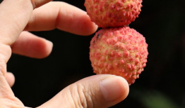 荔枝视频,探索短视频新潮流，引领潮流风向标